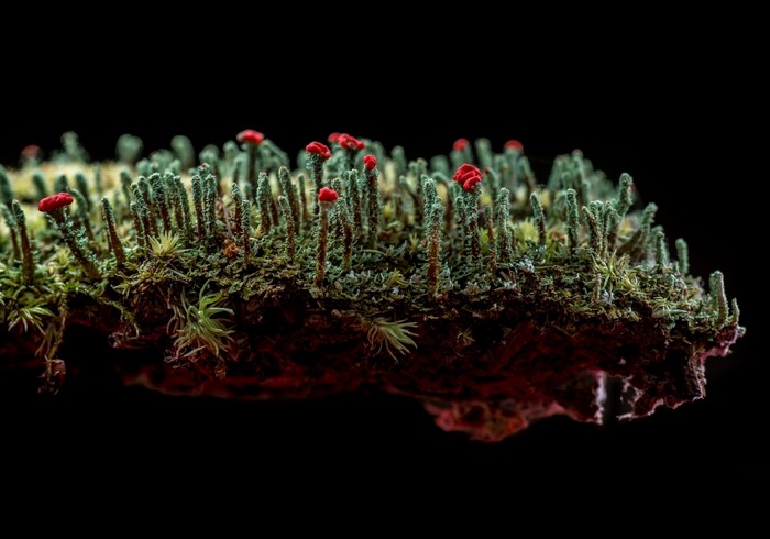 Macro shot of Cladonia lichen with red apothecia