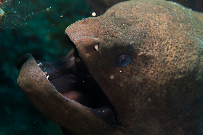 Close-up of a moray eel underwater