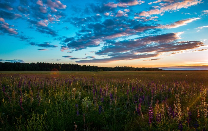 4K Sunrise over a Field of Flowers