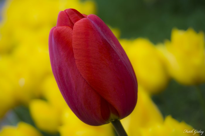 Red tulip with yellow tulips background
