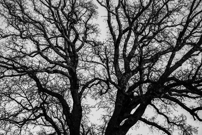 Monochrome image of bare tree branches