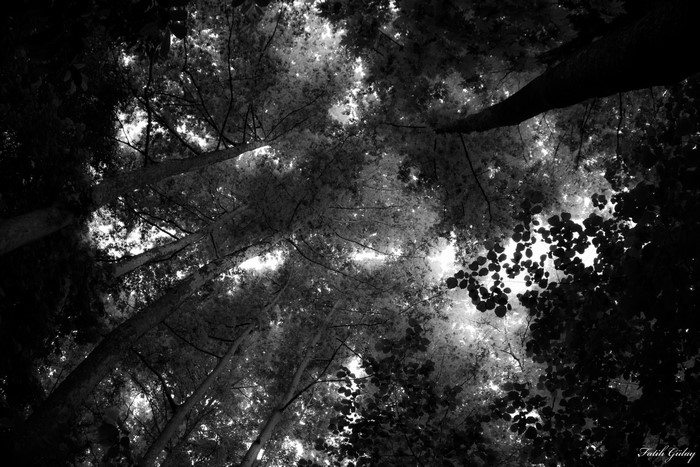Monochrome forest canopy from below