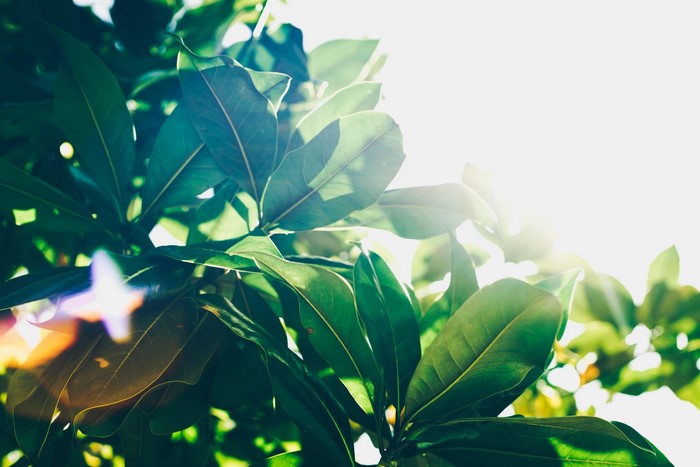 Green leaves with sunlight filtering through