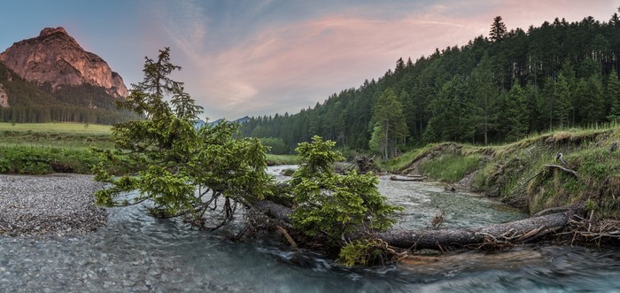 River flowing through a forest with a mountain in the background