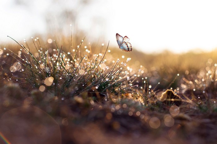 Butterfly flying over dewy grass at sunrise