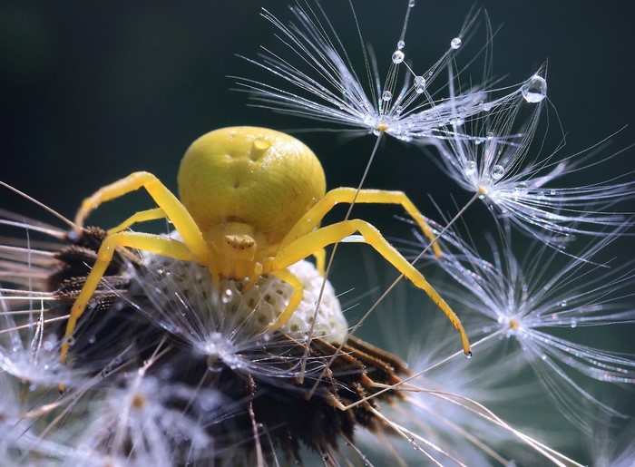 Yellow spider on a dandelion seed head with water droplets