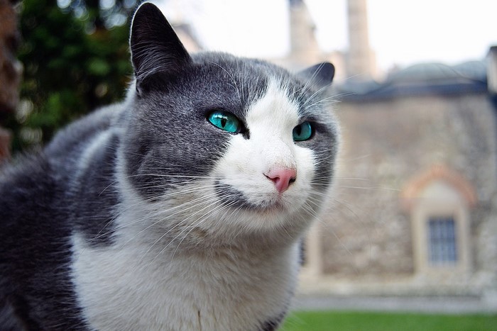 Close-up of a grey and white cat with striking blue-green eyes
