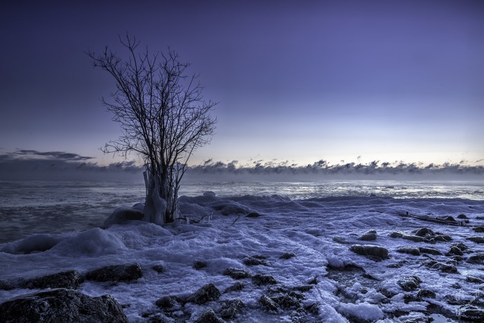 Winter landscape with icy tree and frozen lake