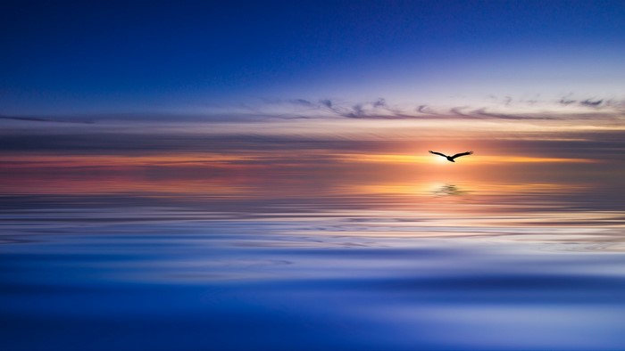 Bird flying over the ocean at sunset