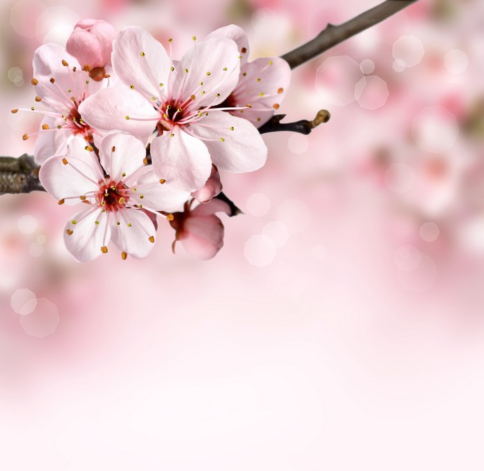 Cherry Blossoms on a Branch
