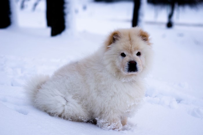 4K white dog in snow