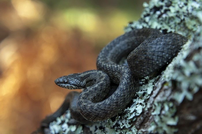 A dark snake coiled on a lichen-covered tree branch