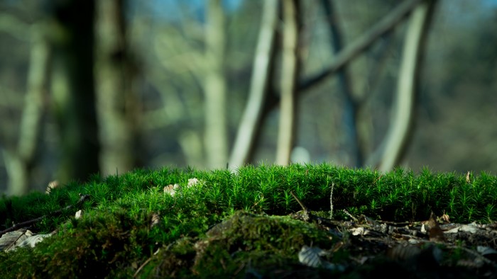 Green moss on forest floor