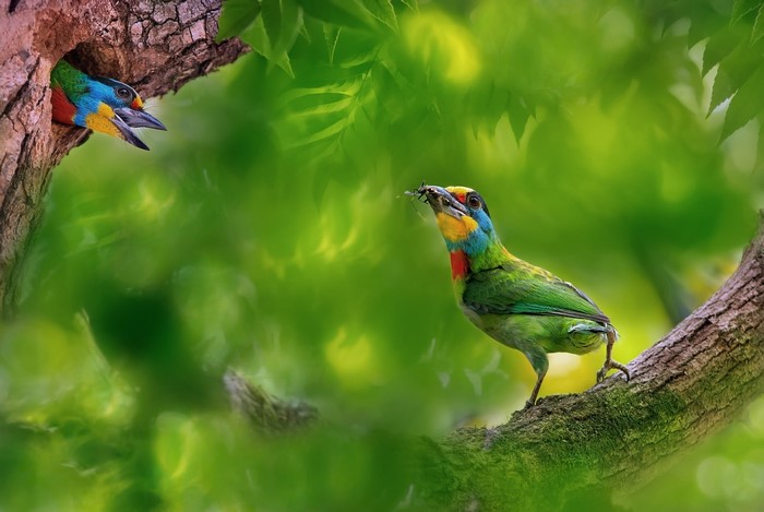 Two colorful birds near a tree hollow with one bird feeding another
