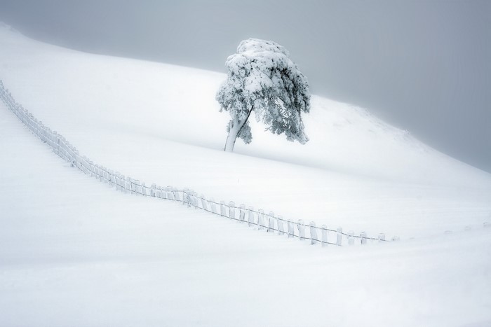 Snow-covered tree and fence in winter landscape