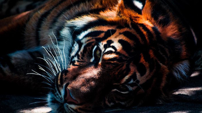 Close-up of a tiger with dappled sunlight