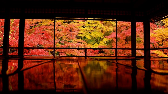 Autumn foliage viewed from a traditional Japanese room