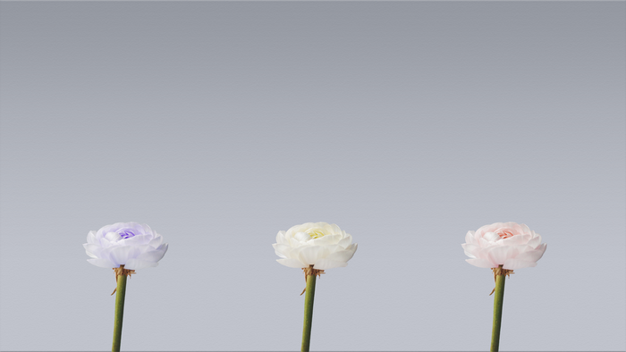 Three ranunculus flowers on a gray background