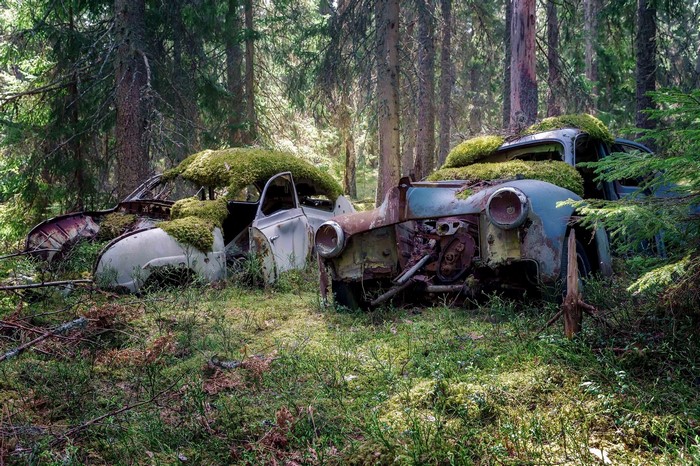 Two moss-covered abandoned cars in a forest