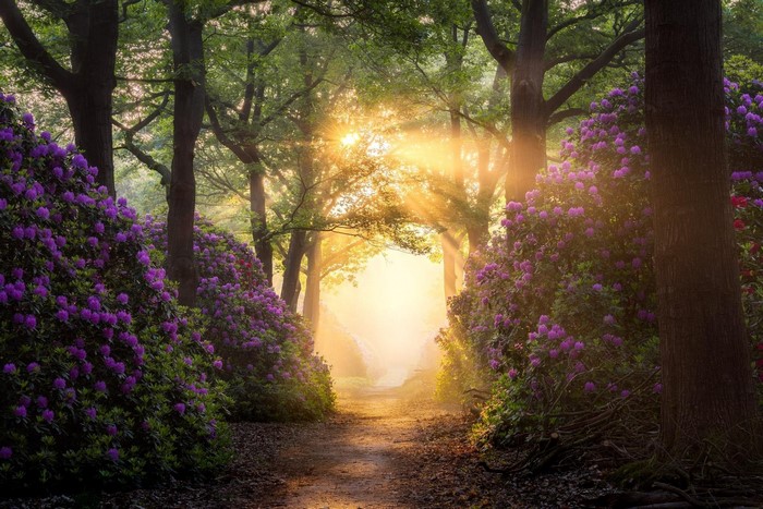 Sunlight filtering through trees onto a path lined with Rhododendrons in the Netherlands
