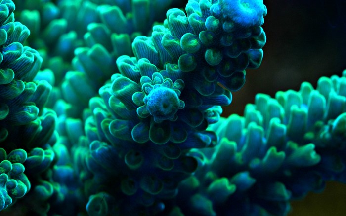 Close-up of blue and green coral underwater