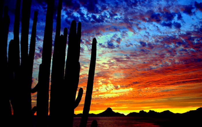 Silhouette of cacti against a colorful sunset sky