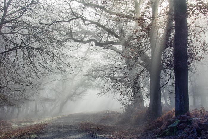 Misty forest path with bare trees and dappled sunlight