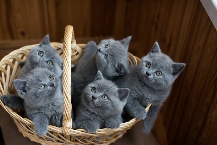 Adorable Gray Kittens in a Wicker Basket