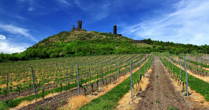 Vineyard with castle ruins on a hill under a blue sky