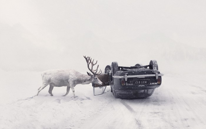 White deer and overturned car in snow