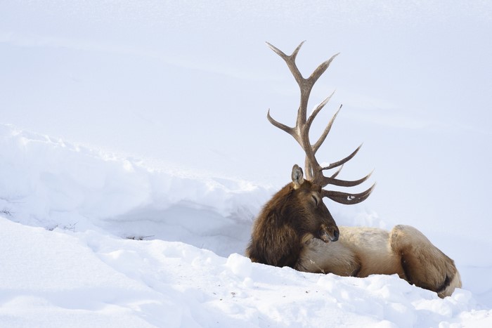 Elk resting in the snow