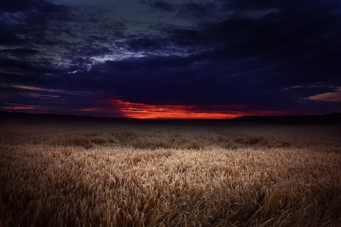 Wheat field at sunset with dark clouds