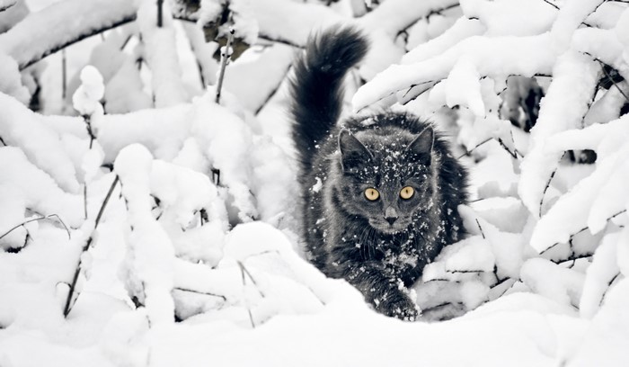4K Gray cat in the snow