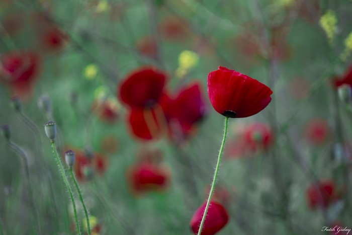 Red poppies in a field with bokeh