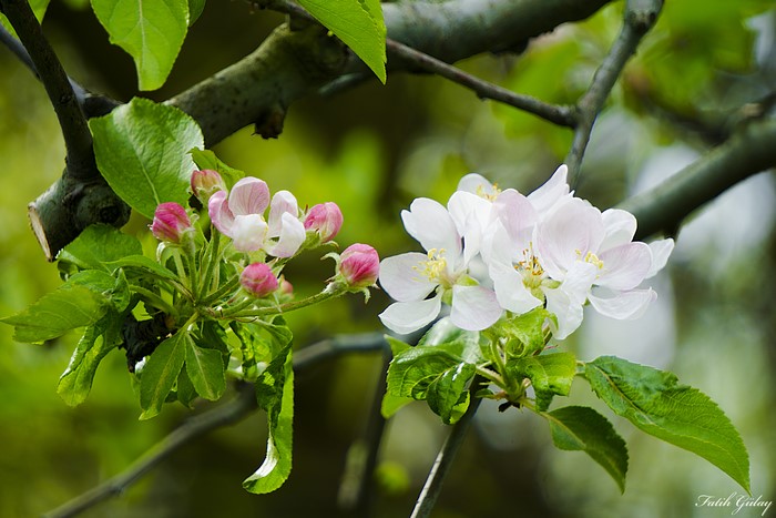 Apple blossoms and buds on a branch