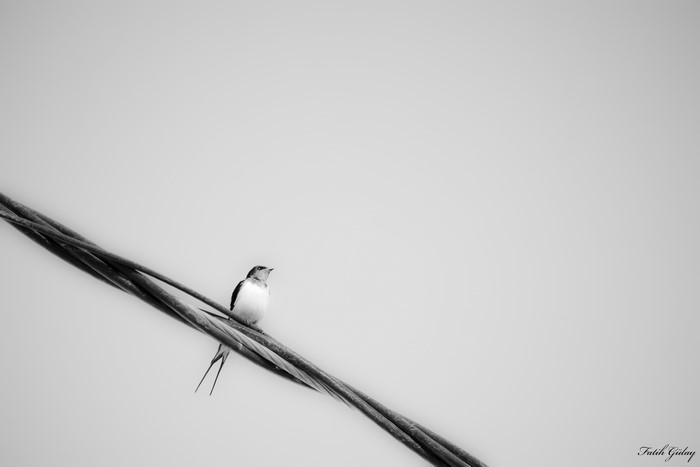 Minimalist monochrome photo of a bird on a wire