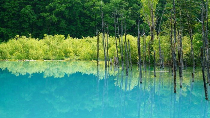 Turquoise lake with dead trees and green forest reflection