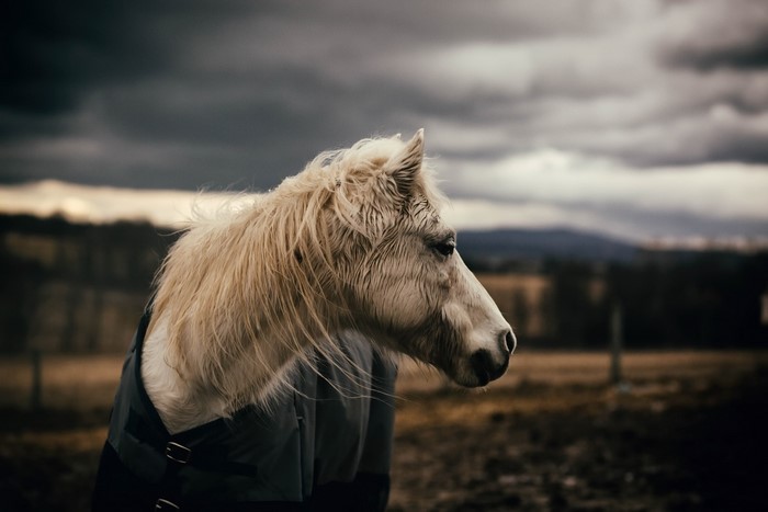 White horse wearing a blanket in a field