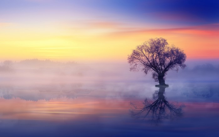 Tree in mist over water at sunrise