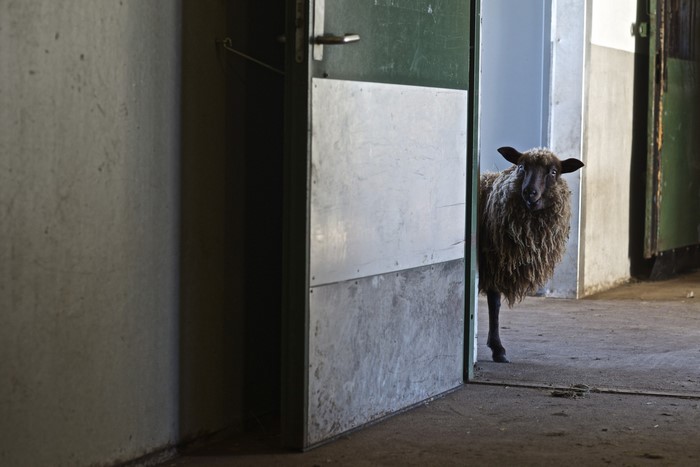 Sheep peeking through an open door