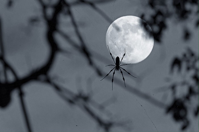 Spider on a web in front of the moon