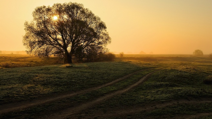 Tree in a field at sunrise