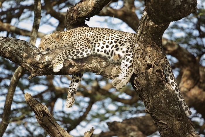 Leopard sleeping on a tree branch