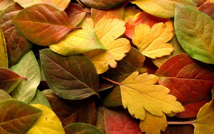 Colorful autumn leaves in various shades of red, yellow, and green.