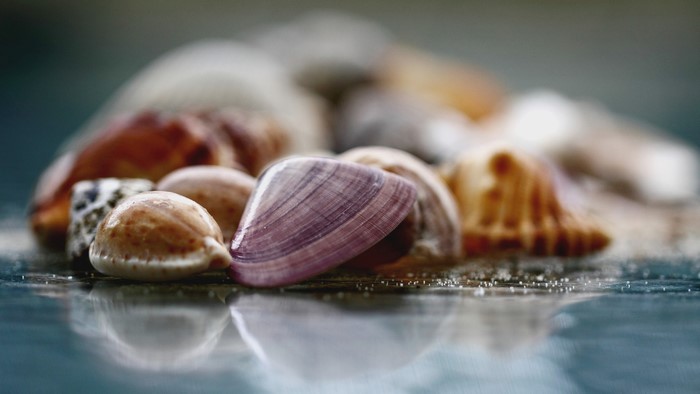 4K photography of colorful seashells on a reflective surface