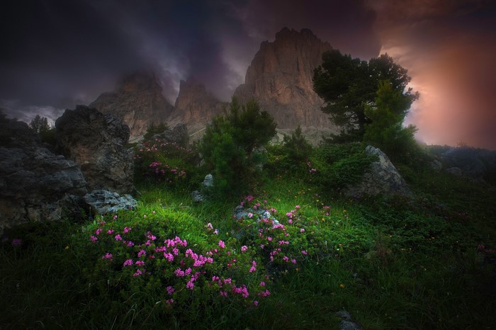Pink flowers and green plants on a mountain slope with dark clouds