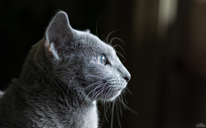Close-up of a Russian Blue cat's face