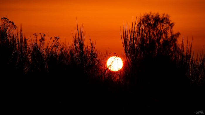 Sunset over grass and trees