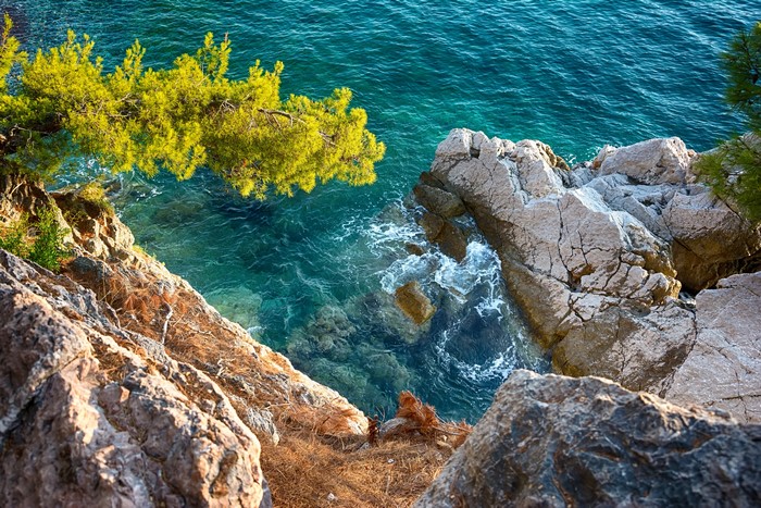 Pine tree branch over turquoise sea and rocky cliff