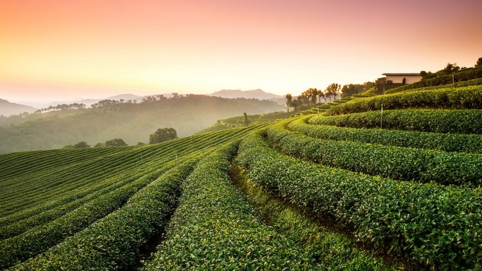 Tea plantation on rolling hills at sunrise